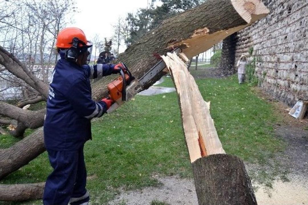 Turun&ccedil;gil Teke B&ouml;ceği&rsquo;nin Sardığı Ağa&ccedil;lara M&uuml;dahale