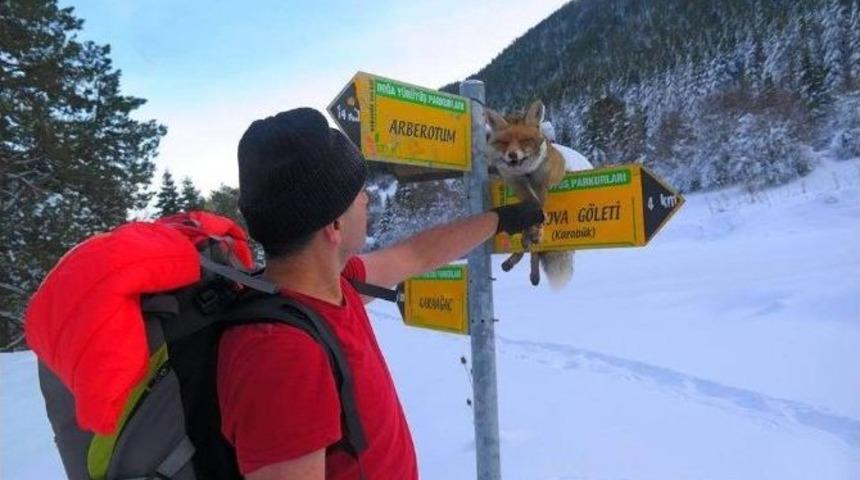 Silahla Vurdukları Tilkiyi Y&ouml;n Tabelasına Astılar
