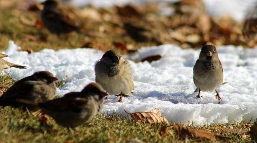 Erzurum&rsquo;da Soğuk Havalar Hayatı Olumsuz Etkiliyor
