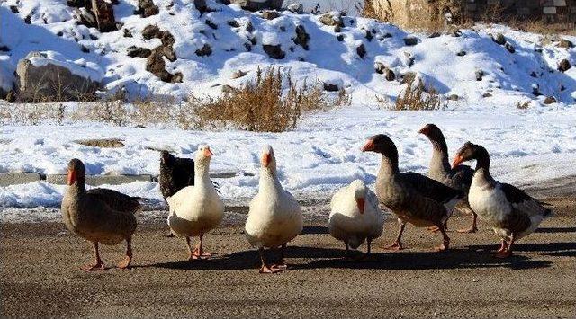 Erzurum’da Soğuk Havalar Hayatı Olumsuz Etkiliyor