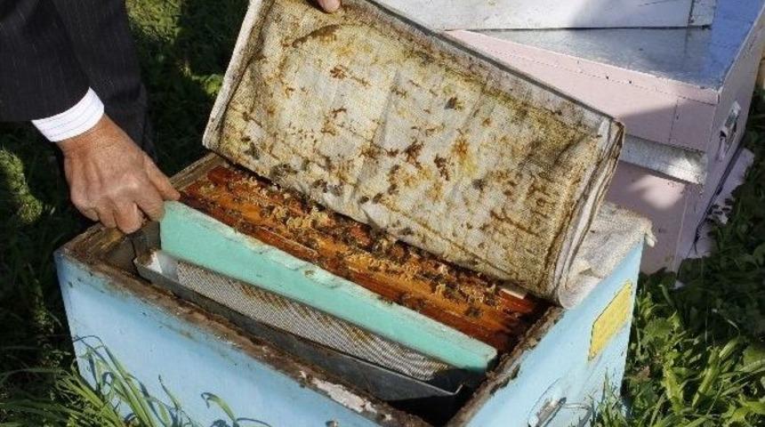 (&ouml;zel Haber) Bal &Uuml;reticileri Raftaki Fiyatlara İsyan Etti