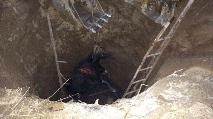 Su Kuyusuna D&uuml;şen İnek G&uuml;&ccedil;l&uuml;kle &Ccedil;ıkarıldı