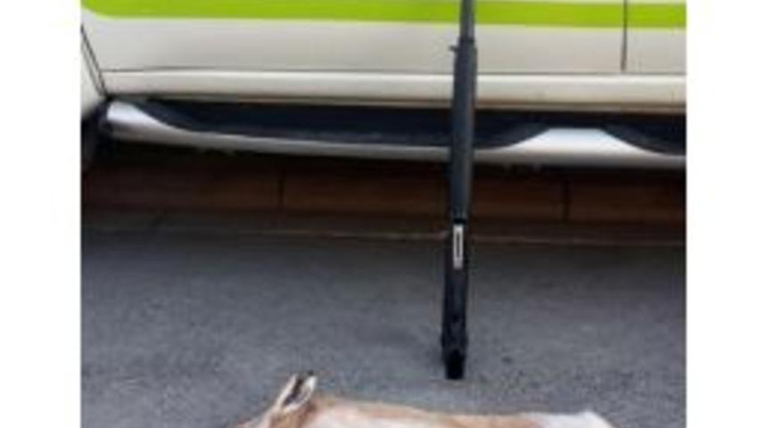 Far Işığıyla Tavşan Avına 2 Bin 900 Lira Ceza