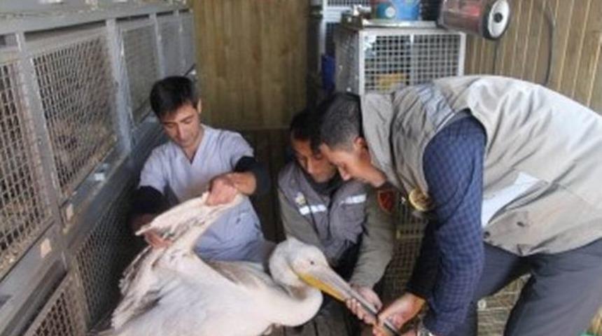 U&ccedil;amayan Yaralı Pelikan Tedavi Altına Alındı