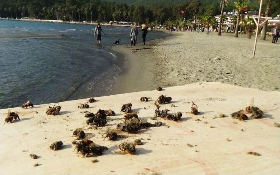 Binlerce Arı Sahile Vurdu
