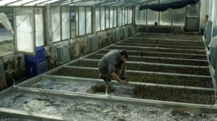 Binlerce G&uuml;l &Ccedil;eliği Toprakla Buluşmayı Bekliyor