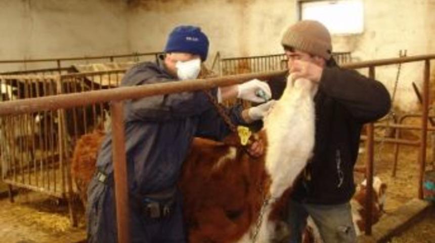 Sonbahar D&ouml;nemi Şap Aşılama Kampanyası Sona Erdi