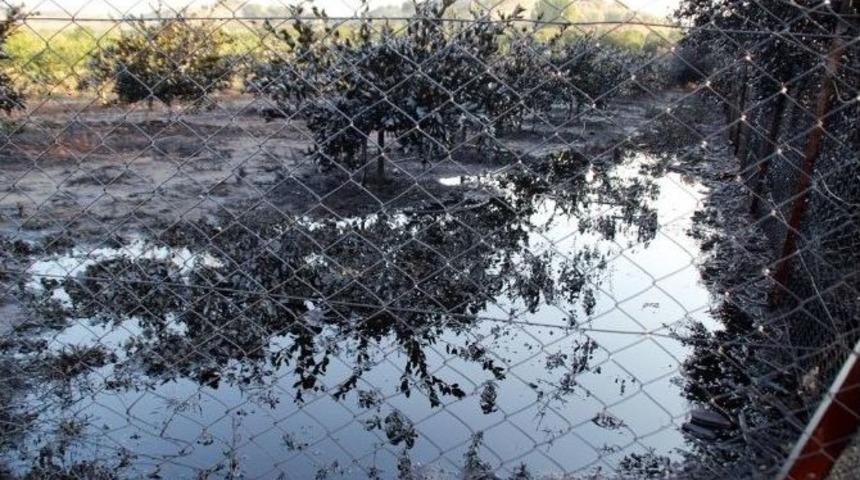 Narenciye Bah&ccedil;esini Petrol Bastı