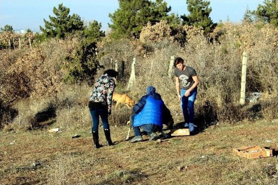 (&ouml;zel Haber) 620 Kilo Mama Başıboş Hayvanlara Dağıtıldı