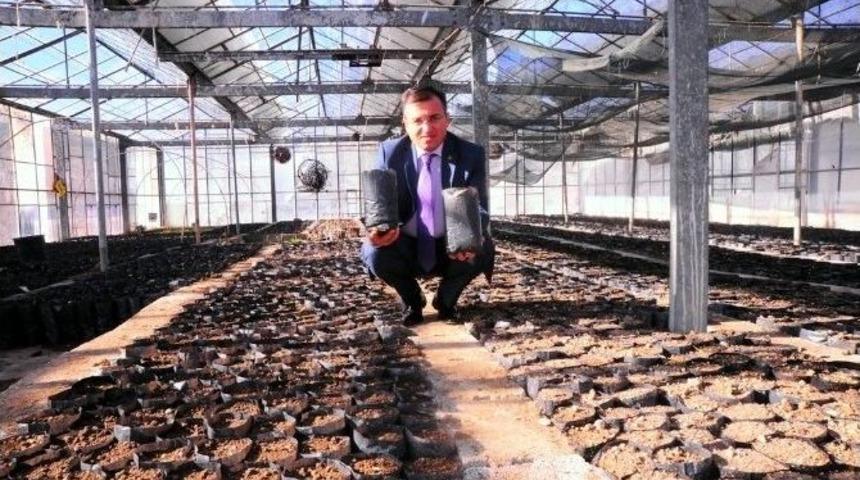 Yy&uuml;&rsquo;de 21 Bin Ceviz Tohumu Dikildi