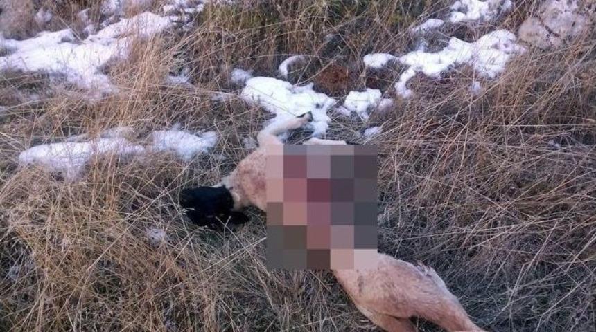 Isparta&rsquo;da Yaylaya İnen Kurtlar 60 Koyunu Telef Etti