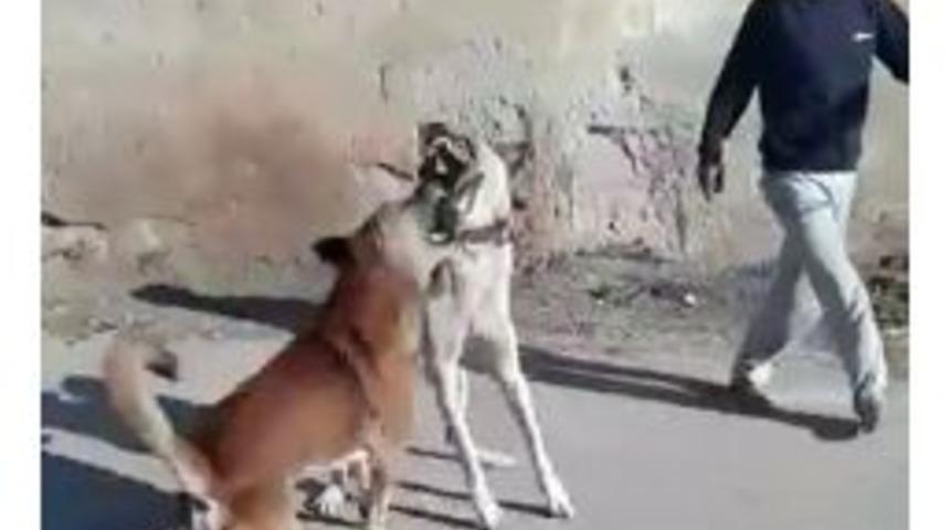 Sokak K&ouml;peği İle K&ouml;peğini D&ouml;v&uuml;şt&uuml;rd&uuml;