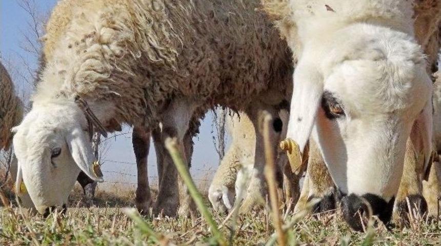 Akt&uuml;rk: "mera Tecav&uuml;zlerine Hapis Cezası Gelsin"