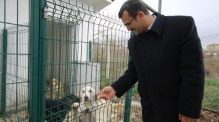 Sokak Hayvanları Sağlık Taramasından Ge&ccedil;iriliyor