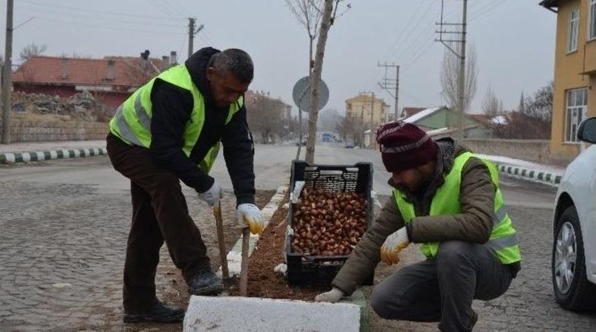 Reng&acirc;renk Bir B&uuml;nyan İ&ccedil;in 10 Bin Lale Soğanı Toprakla Buluşuyor