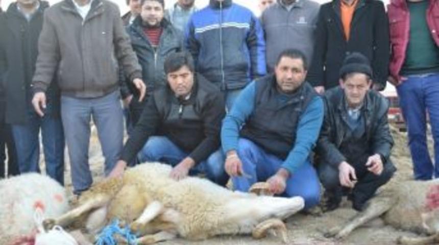 Servis Şof&ouml;rleri Kazasız Bir Yıl İ&ccedil;in Kurban Kesti