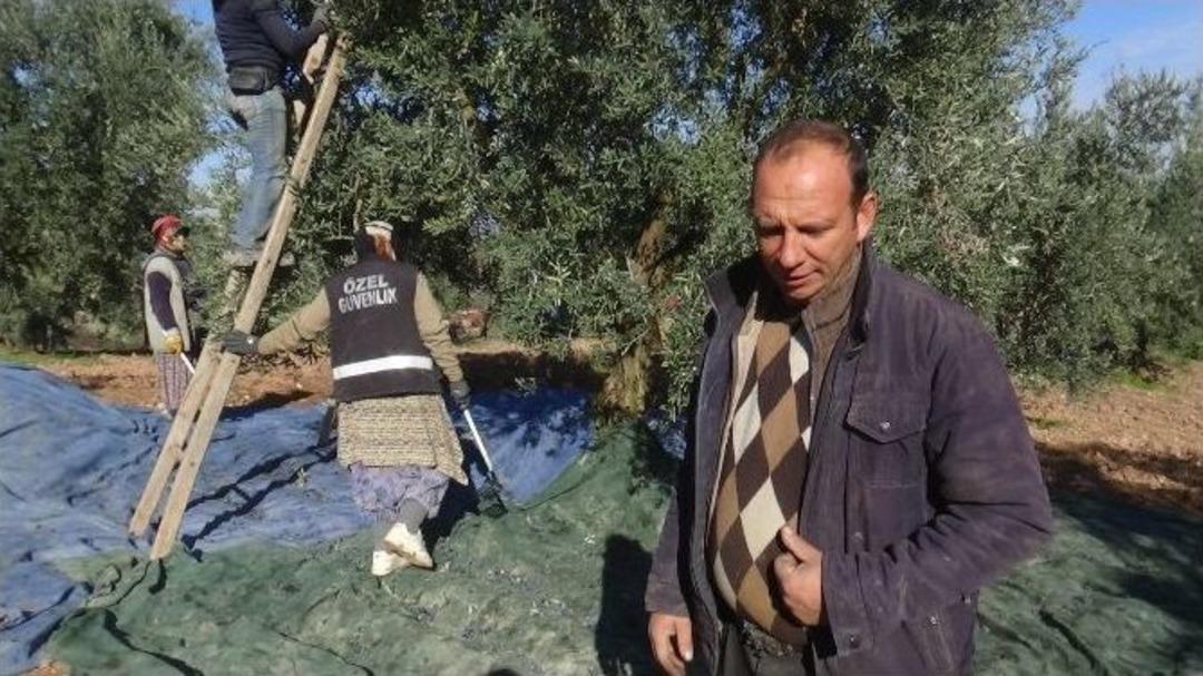 Osmaneli&rsquo;de Zeytin Hasadı Başladı
