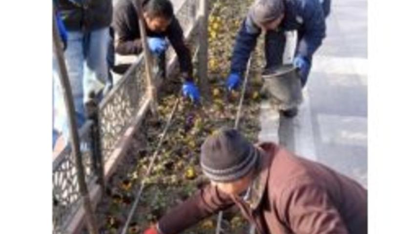 Lale Soğanlarının Ekimine Başlandı