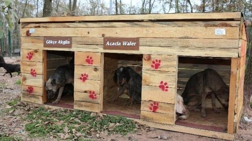 Adapazarı Belediyesi 11 Ayda 3 Bin K&ouml;pek Aşıladı