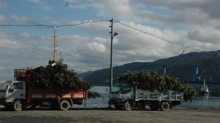 Defne Yaprağı Gelir Kaynağı Oldu