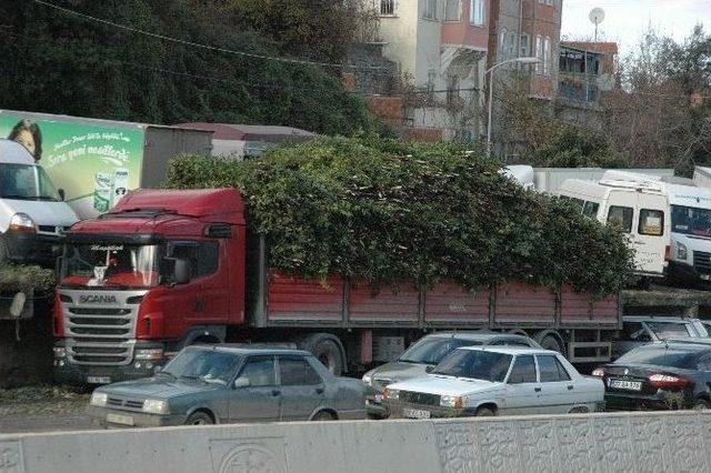 Defne Yaprağı Gelir Kaynağı Oldu