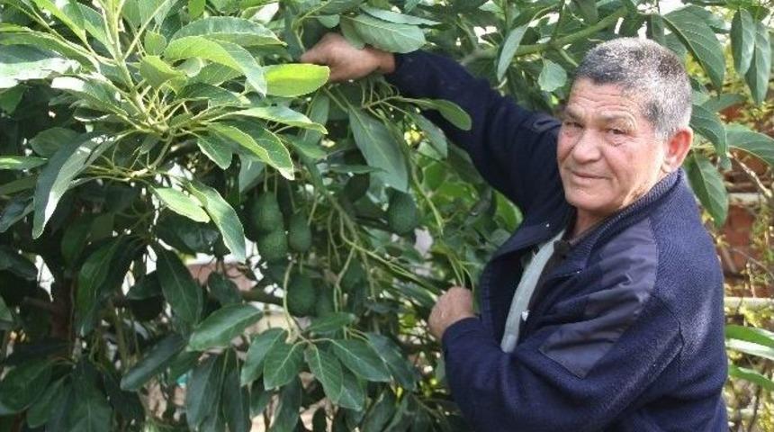 Avokado Tarla G&uuml;n&uuml; D&uuml;zenlendi