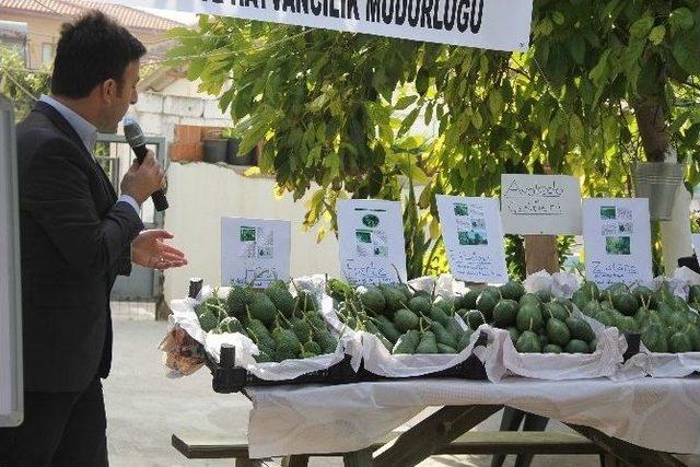 Avokado Tarla Günü Düzenlendi