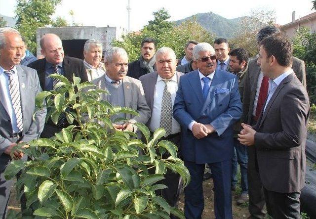 Avokado Tarla Günü Düzenlendi