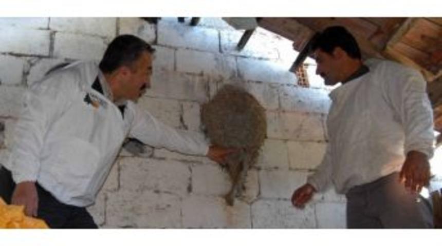 Dalaman&rsquo;da M&uuml;zelik Arı Yuvası