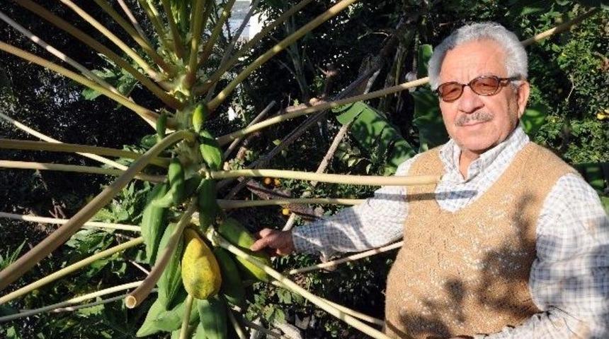 Meraklı &Ccedil;ift&ccedil;i A&ccedil;ıkta Tropikal Meyve Yetiştirdi