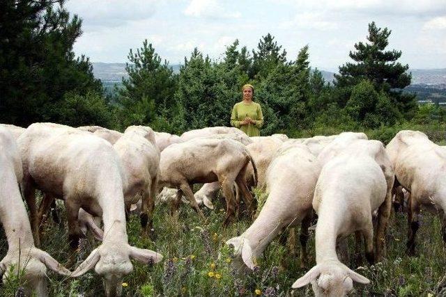 (özel Haber) 12 Milyon Hektar Mera Kuraklıkla Karşı Karşıya