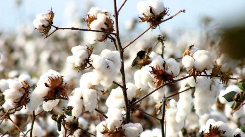 Dünya Pamuk Tüketimi, 5 Yıl Sonra Üretimi Geçti