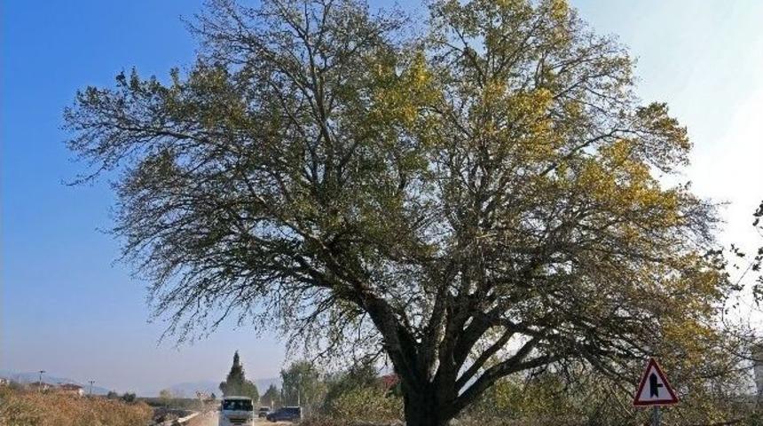 K&uuml;nye Ağacı Tescilleniyor