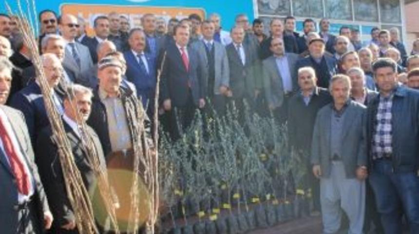 &Ccedil;ift&ccedil;ilere Zeytin Ve Ceviz Fidesi Dağıtıldı