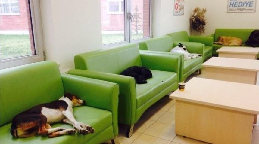 Her K&ouml;peğe Bir Kanepe Projesi