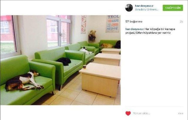 Her K&ouml;peğe Bir Kanepe Projesi 1