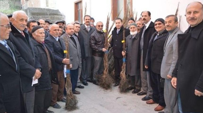 Niksar&rsquo;da 4 Bin 530 Adet Ceviz Fidanı Dağıtıldı