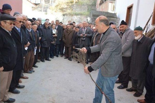 Niksar’da 4 Bin 530 Adet Ceviz Fidanı Dağıtıldı