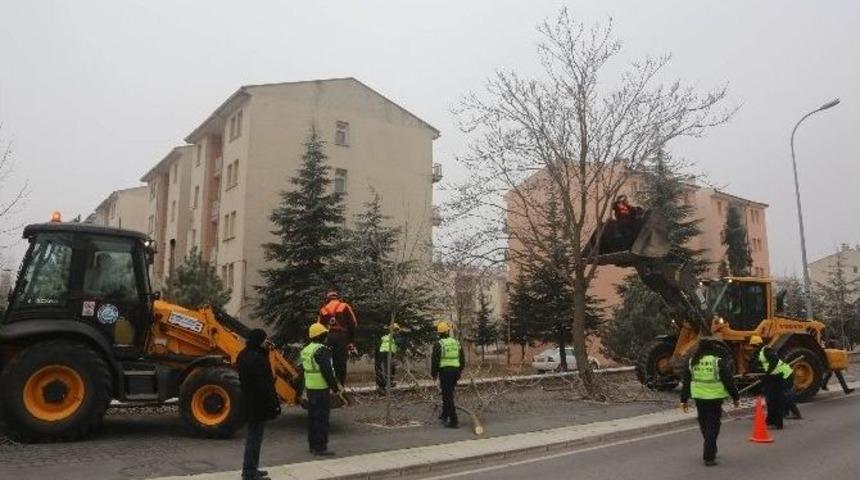 Ana Caddelerdeki Ağa&ccedil;lar Budanıyor