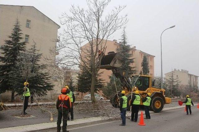 Ana Caddelerdeki Ağaçlar Budanıyor