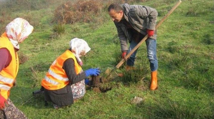 G&ouml;lyaka&rsquo;da Ağa&ccedil;landırma &Ccedil;alışmaları Tamamlandı