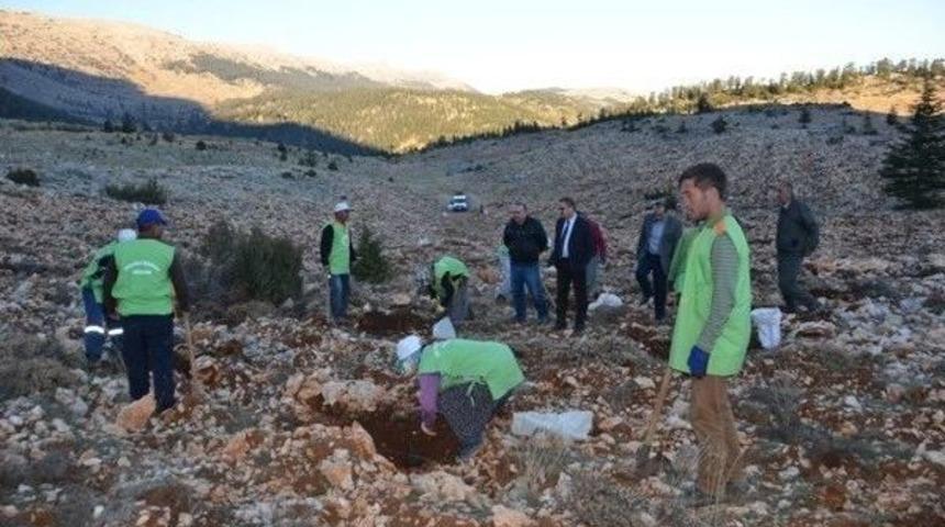 Mersin&rsquo;in Bal Ormanları Artıyor