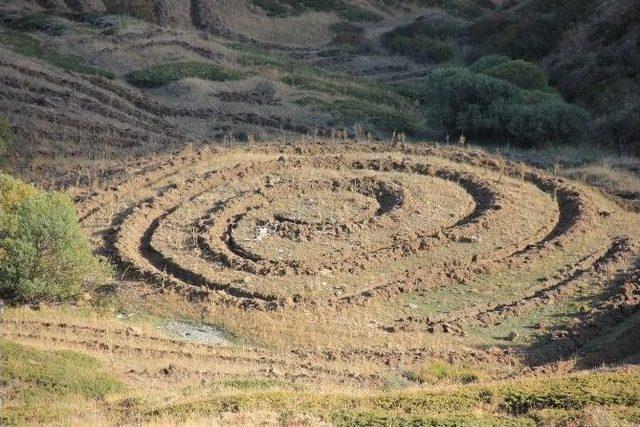 Erzurum-aşkale Kop Dağı Ağaçlandırma Çalışmaları Devam Ediyor…