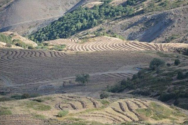 Erzurum-aşkale Kop Dağı Ağaçlandırma Çalışmaları Devam Ediyor…