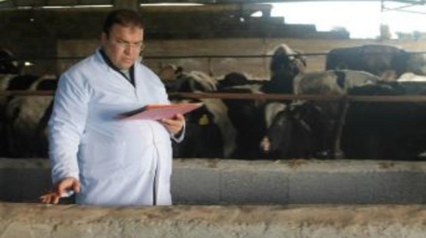 D&ouml;rtyol&rsquo;da &ldquo;şap&rdquo; Hastalığına Rastlandı