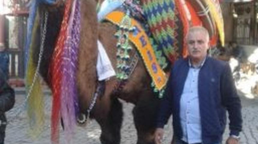 Ayvalık 12. Deve G&uuml;reşi Festivaline Hazırlanıyor