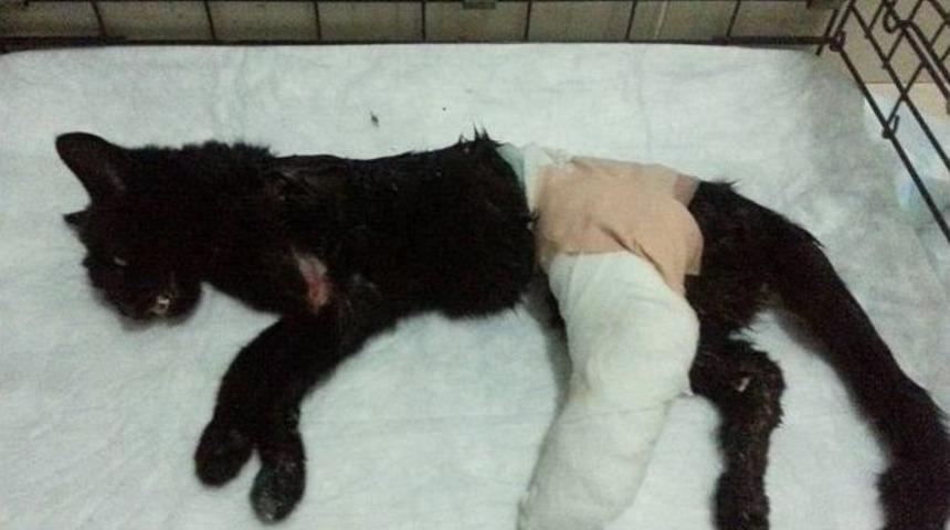 Hayvan Severlerin Minik Kediyi Kurtarma &Ccedil;abası