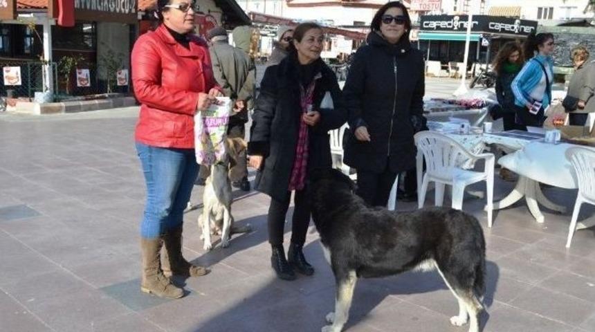 Sokak Hayvanlarına Mama Bağışı İçin Kermes Düzenlediler