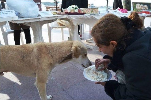 Sokak Hayvanlarına Mama Bağışı İçin Kermes Düzenlediler