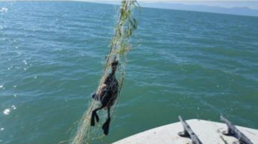 Göle Serilen Hayalet Ağlar Su Kuşlarını Da Avlıyor